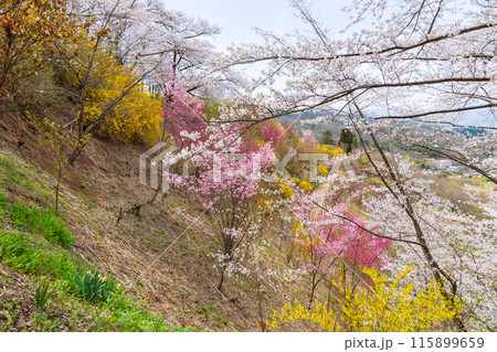 福島県福島市の春 福島の桃源郷 花見山 福島県福島市の春 福島の桃源郷 花見山 115899659