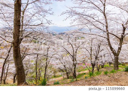 福島県福島市の春 福島の桃源郷 花見山 福島県福島市の春 福島の桃源郷 花見山 115899660