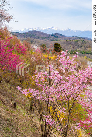 福島県福島市の春 福島の桃源郷 花見山 福島県福島市の春 福島の桃源郷 花見山 115899662