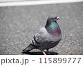 ひとりぼっちのハト 115899777