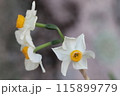 冬の庭に咲くフサザキスイセンの白い花 115899779
