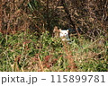 草むらの中でこちらを見つめる猫 115899781