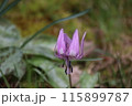 カタクリの花が咲いています 115899787