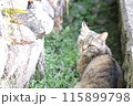見つめる猫 115899798