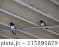 羽根を休めるツバメたち 115899829