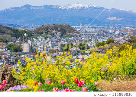 福島県福島市の春　福島の桃源郷　花見山 115899830
