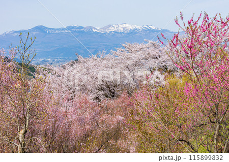 福島県福島市の春 福島の桃源郷 花見山 福島県福島市の春 福島の桃源郷 花見山 115899832