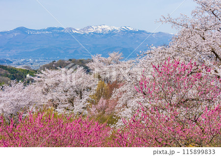福島県福島市の春 福島の桃源郷 花見山 福島県福島市の春 福島の桃源郷 花見山 115899833