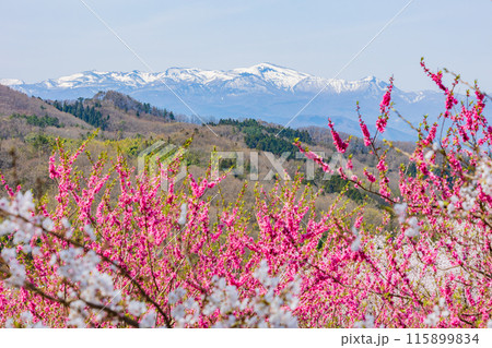 福島県福島市の春　福島の桃源郷　花見山 115899834