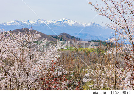 福島県福島市の春　福島の桃源郷　花見山 115899850