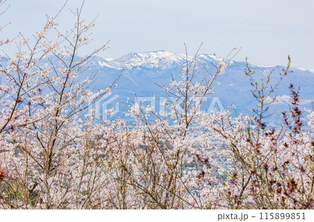 福島県福島市の春　福島の桃源郷　花見山 115899851