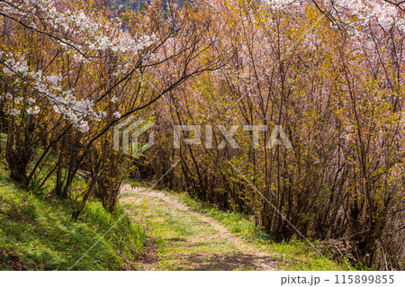 福島県福島市の春 福島の桃源郷 花見山 福島県福島市の春 福島の桃源郷 花見山 115899855