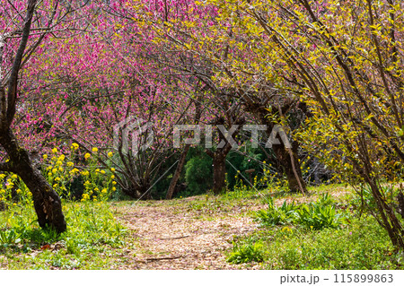 福島県福島市の春　福島の桃源郷　花見山 115899863