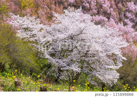 福島県福島市の春　福島の桃源郷　花見山 115899866