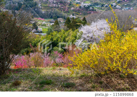 福島県福島市の春　福島の桃源郷　花見山 115899868