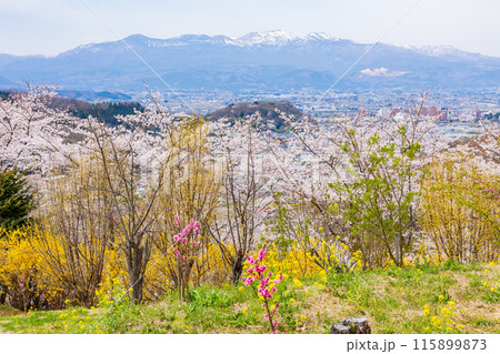 福島県福島市の春　福島の桃源郷　花見山 115899873