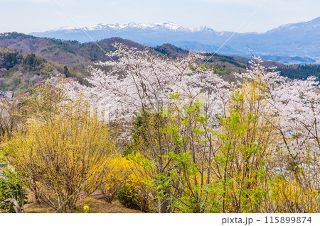 福島県福島市の春　福島の桃源郷　花見山 115899874