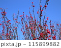 青空に映える紅梅 115899882