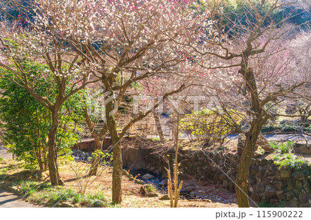 【静岡県】満開の梅が美しい　熱海梅園 115900222