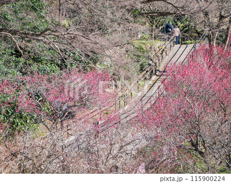 【静岡県】満開の梅が美しい　熱海梅園 115900224