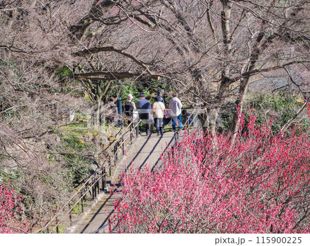 【静岡県】満開の梅が美しい　熱海梅園 115900225