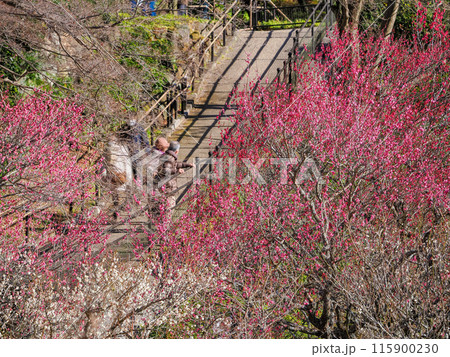 【静岡県】満開の梅が美しい 熱海梅園 【静岡県】満開の梅が美しい 熱海梅園 115900230