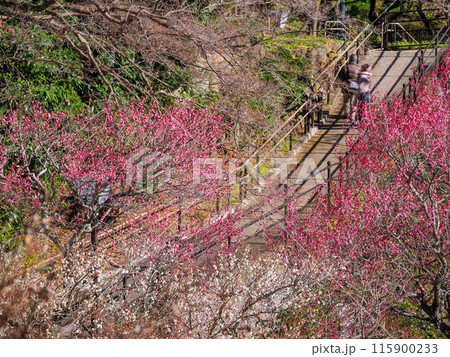 【静岡県】満開の梅が美しい　熱海梅園 115900233