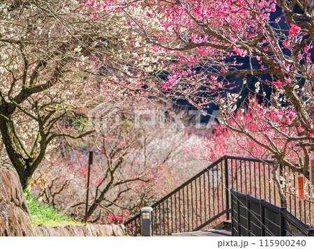 【静岡県】満開の梅が美しい 熱海梅園 【静岡県】満開の梅が美しい 熱海梅園 115900240