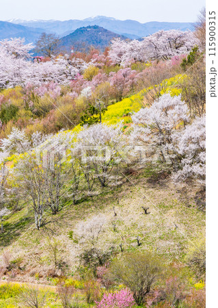 福島県福島市の春 福島の桃源郷 花見山 福島県福島市の春 福島の桃源郷 花見山 115900315