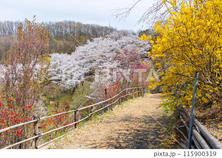 福島県福島市の春　福島の桃源郷　花見山 115900319