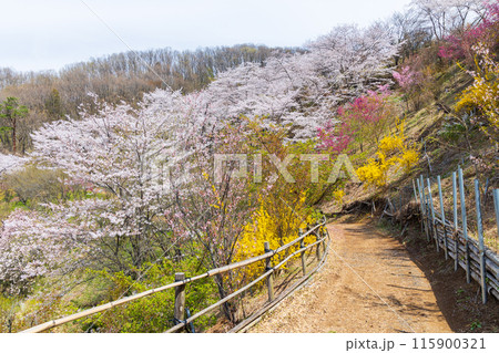 福島県福島市の春　福島の桃源郷　花見山 115900321