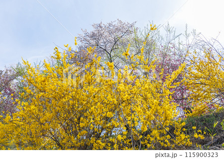 福島県福島市の春　福島の桃源郷　花見山 115900323