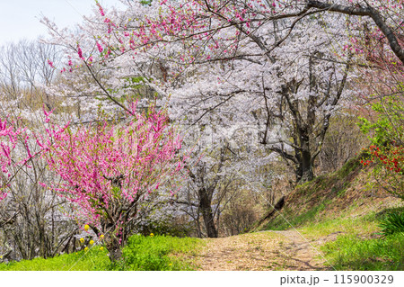 福島県福島市の春 福島の桃源郷 花見山 福島県福島市の春 福島の桃源郷 花見山 115900329
