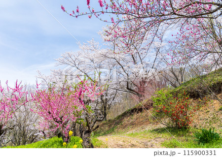 福島県福島市の春 福島の桃源郷 花見山 福島県福島市の春 福島の桃源郷 花見山 115900331
