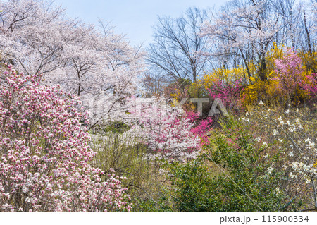 福島県福島市の春　福島の桃源郷　花見山 115900334