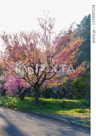 福島県福島市の春　福島の桃源郷　花見山 115900338