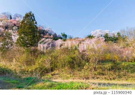 福島県福島市の春 福島の桃源郷 花見山 福島県福島市の春 福島の桃源郷 花見山 115900340