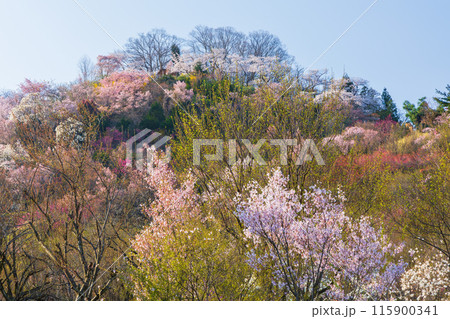 福島県福島市の春 福島の桃源郷 花見山 福島県福島市の春 福島の桃源郷 花見山 115900341