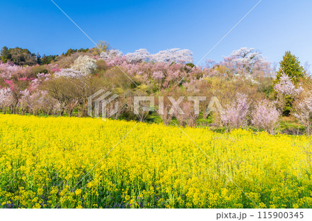 福島県福島市の春 福島の桃源郷 花見山 福島県福島市の春 福島の桃源郷 花見山 115900345