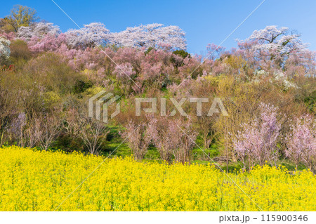 福島県福島市の春　福島の桃源郷　花見山 115900346