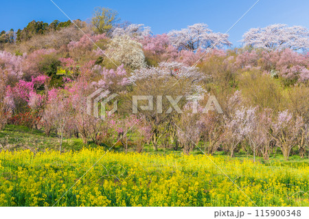福島県福島市の春 福島の桃源郷 花見山 福島県福島市の春 福島の桃源郷 花見山 115900348
