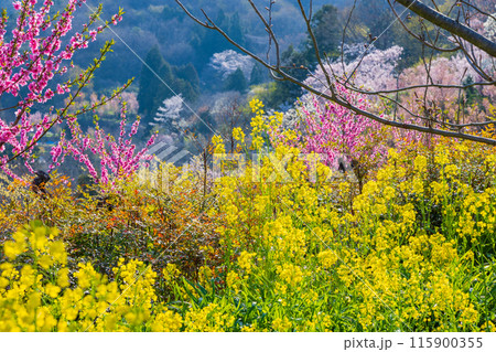 福島県福島市の春 福島の桃源郷 花見山 福島県福島市の春 福島の桃源郷 花見山 115900355
