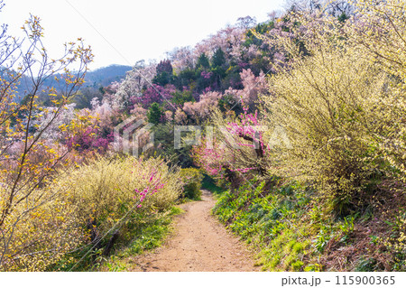 福島県福島市の春　福島の桃源郷　花見山 115900365