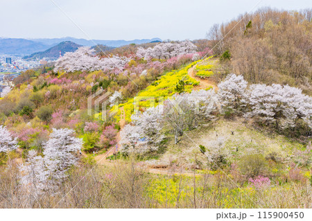 福島県福島市の春 福島の桃源郷 花見山 福島県福島市の春 福島の桃源郷 花見山 115900450