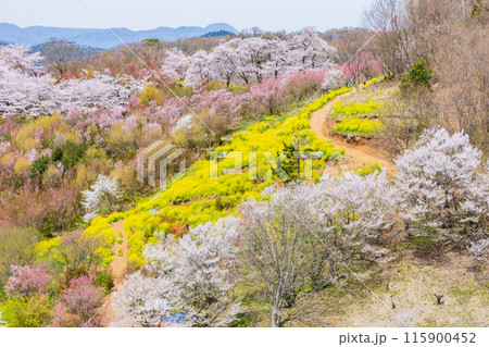 福島県福島市の春 福島の桃源郷 花見山 福島県福島市の春 福島の桃源郷 花見山 115900452