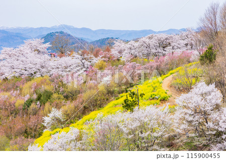 福島県福島市の春 福島の桃源郷 花見山 福島県福島市の春 福島の桃源郷 花見山 115900455