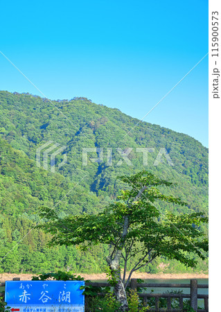 赤谷湖　景観スポット　猿ヶ京　新緑の季節　 115900573