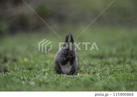新緑の中で木の実を食べるエゾリス 115900868
