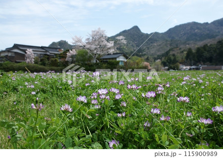 鳥取　四季の散歩　用瀬の流し雛 115900989