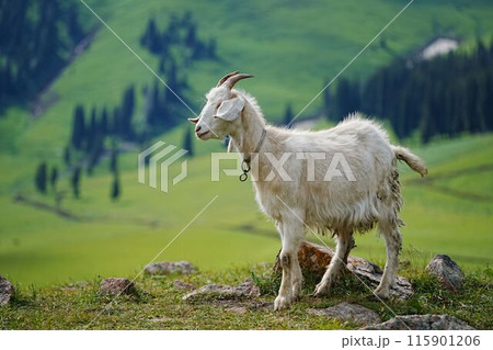 Goat on Lush Green Hillside Goat on Lush Green Hillside 115901206